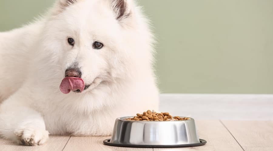 White Dog Eating Food