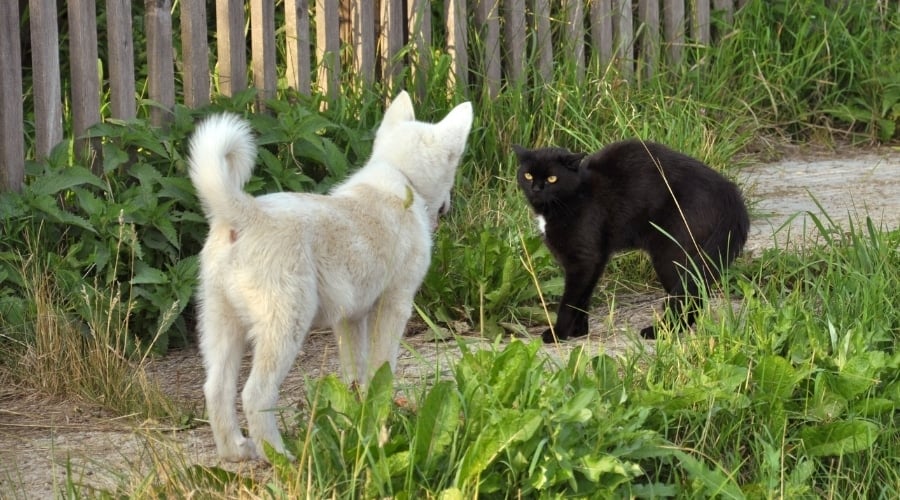 White fluffy dog barking at a black cat with yellow eyes.