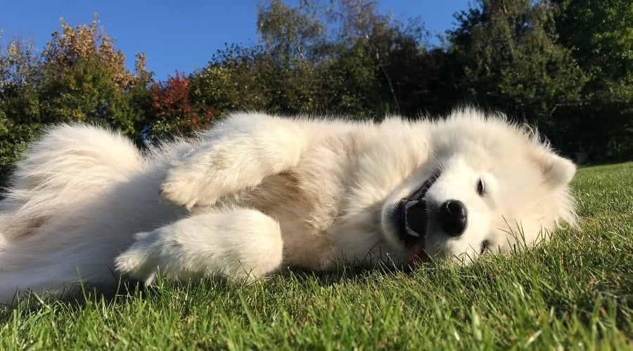 White Dog Laying in Grass