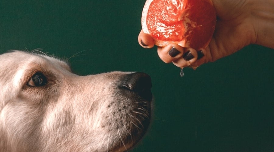 White Dog Looking at Juicy Citrus Fruit