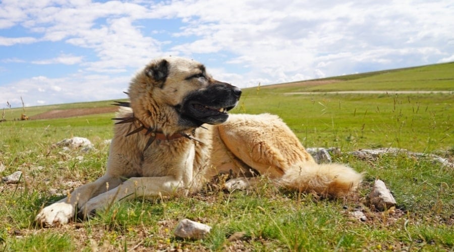 White Dog Lounging in a Field