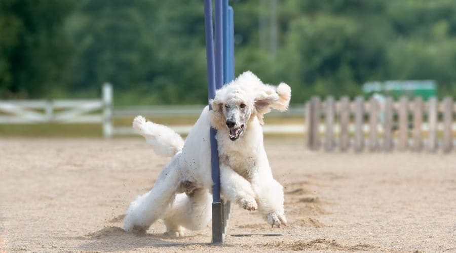 White Poodle running an agility course.