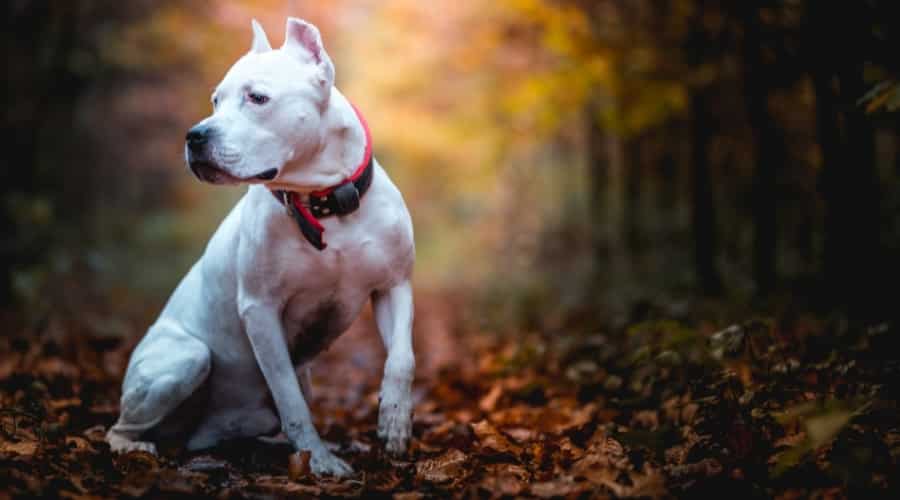 White Dog Sitting in Nature