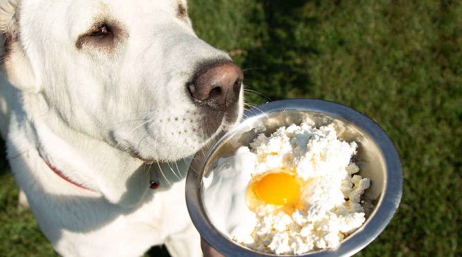 White Dog Sniffing Bowl of Food