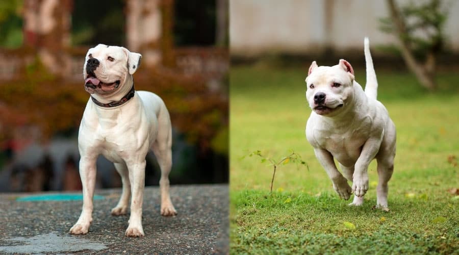 White Dog Standing and White Dog Running