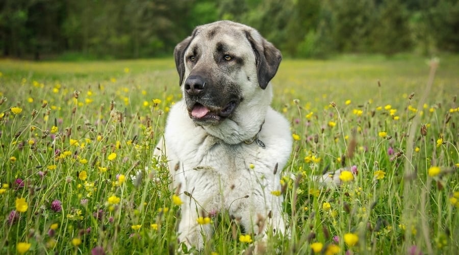 White Dog With Black Face in a Field of Wildflowers