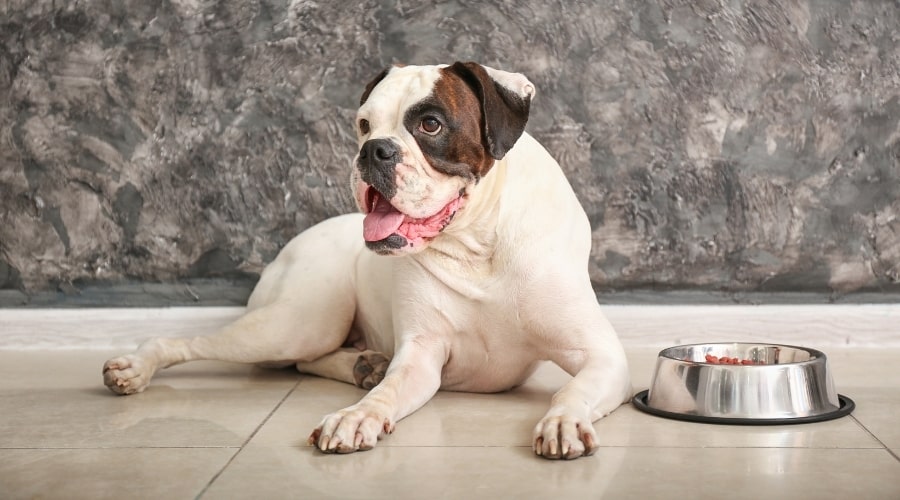 White Dog With Brown Patch on Left Eye Lounges Near Food Bowl