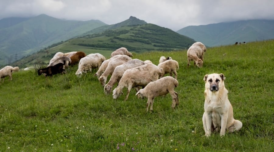 White Dog With Flock