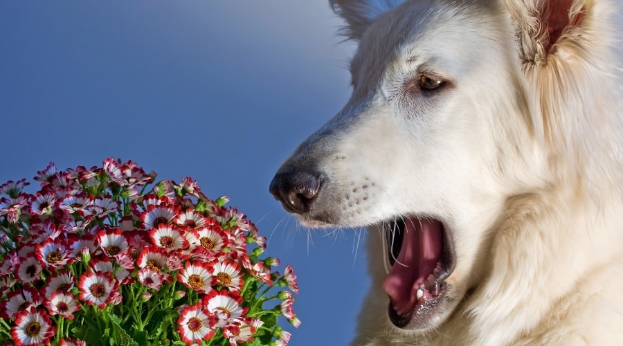 White Dog With Flower Allergy