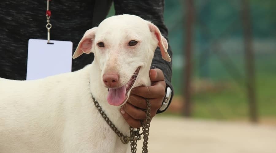White dog with human hand.