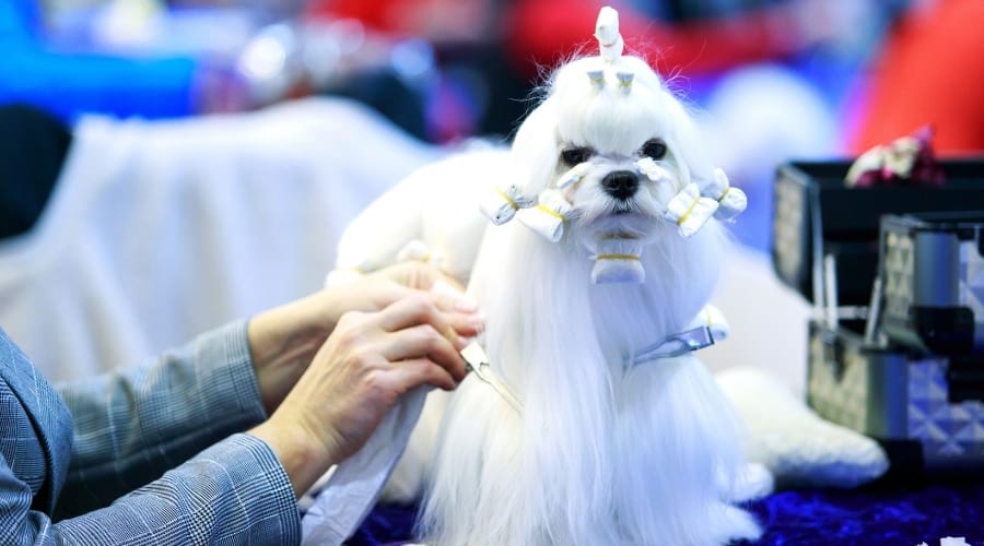 White Dog With Long Hair Prepped for Grooming