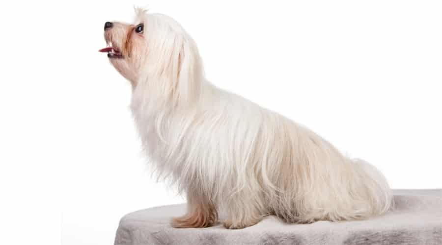 White Dog With Long Hair Sitting