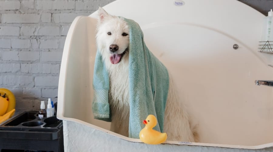 White Dog in Bathtub
