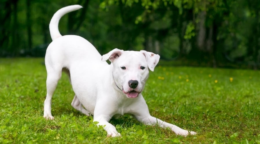 White dog in bow position.