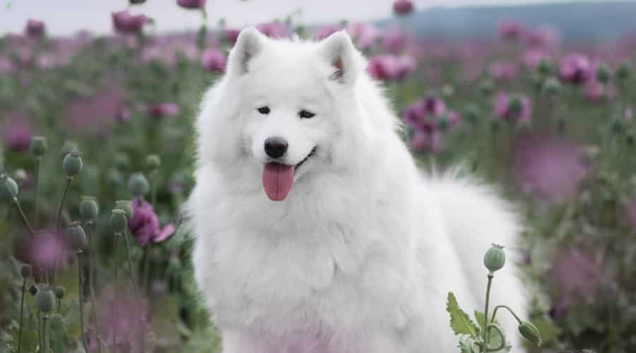 White Dog in Field