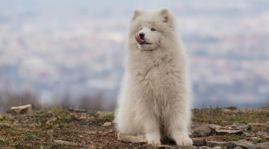 White Dog in Training Outdoors