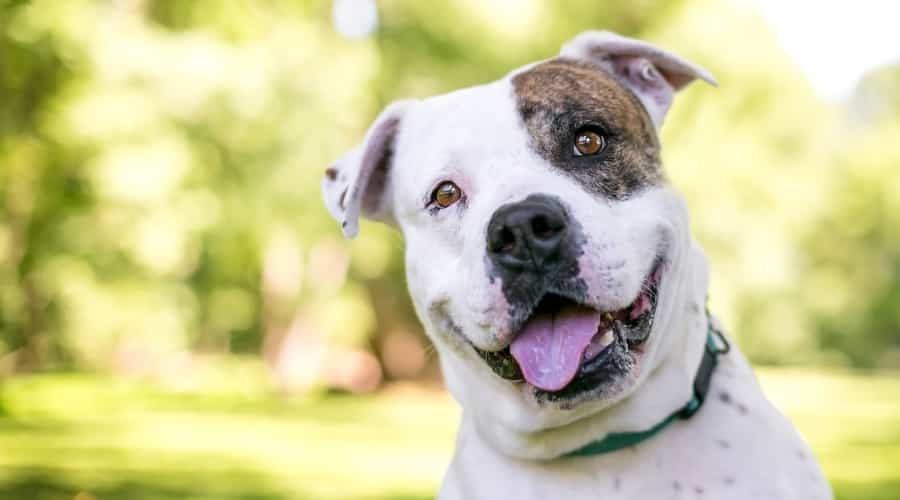 White Dog with Brindle Patch Over Eye