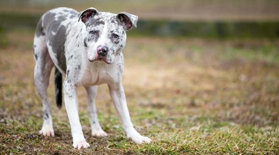 White Dog with Gray Spots in Field