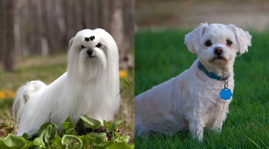 White Dogs Standing Outside