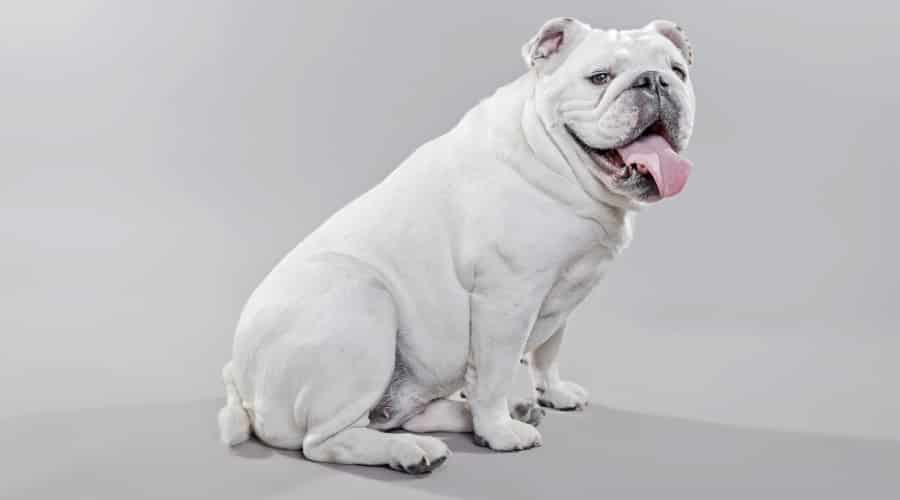 White English Bulldog