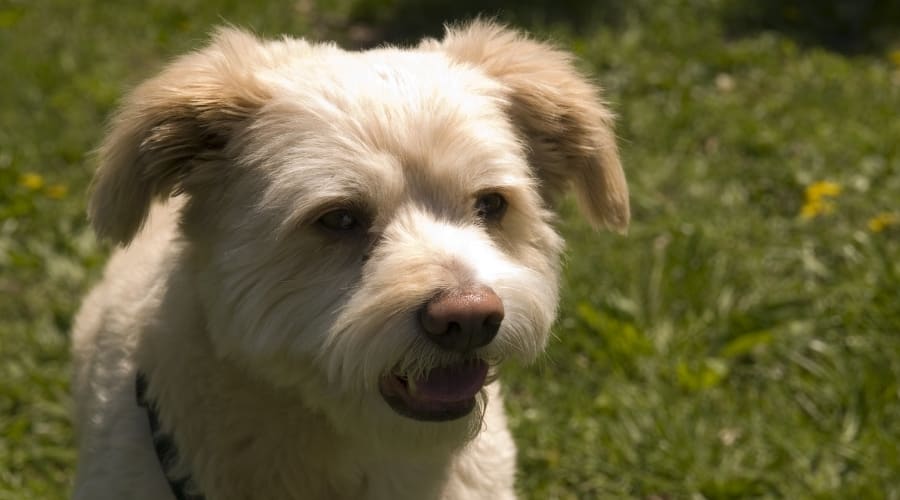 White Eskipoo Outdoors