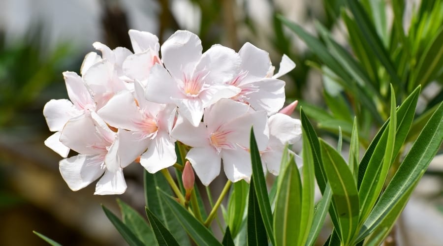 White Flowers of Toxic Plant