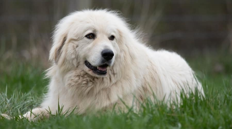 White Fluffy Dog Laying in Grass