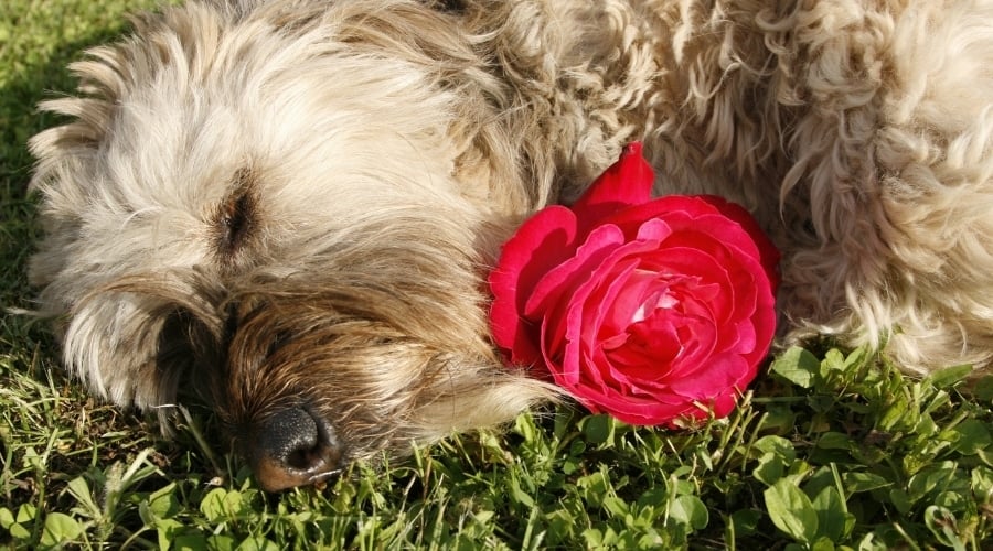 White Fluffy Dog Laying in the Sun Holding a Red Flower