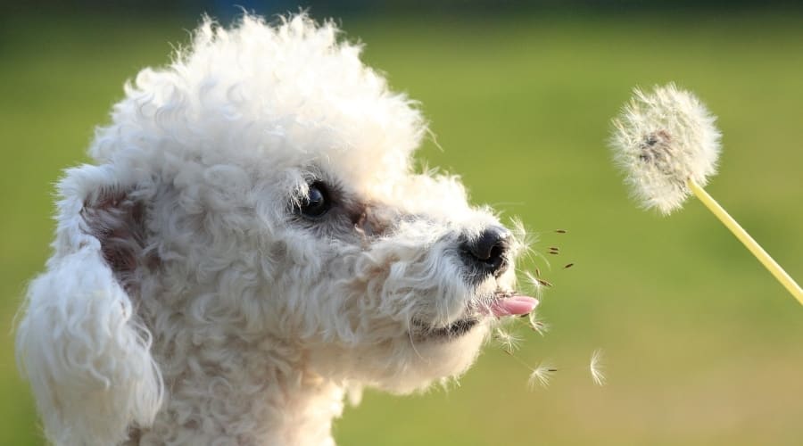 White Fluffy Dog Licking Seeds From White Flower Ball