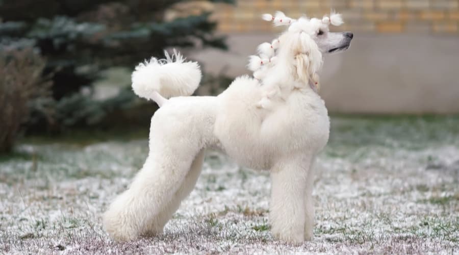 White Poodle standing in snowy grass.