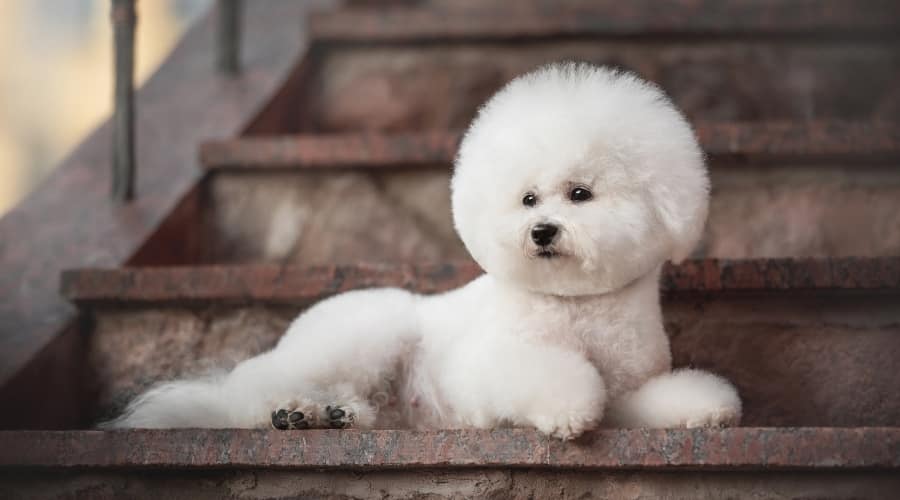White Fluffy Dog With Round Haircut