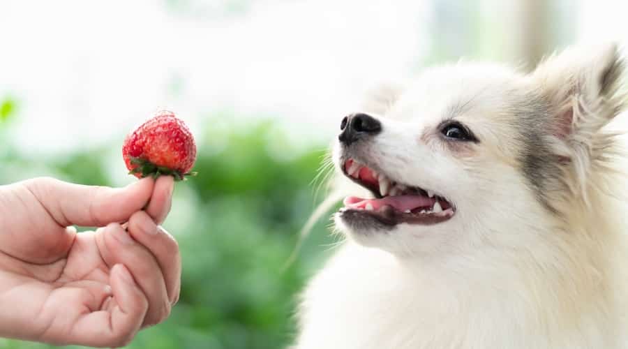 White Fluffy Dog and Human Hand Feeding a Berry