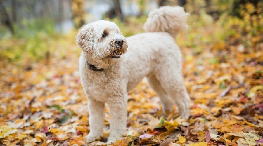 White Fluffy Dog in Autumn