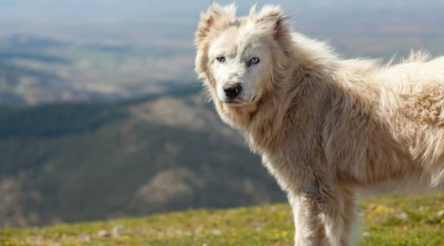 White Fluffy Dog in Hillside