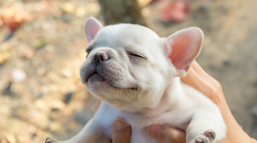 White French Bulldog Puppy Being Held