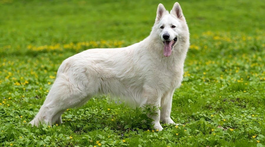 White GSD Outdoors