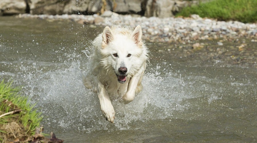 White GSD Running in Water