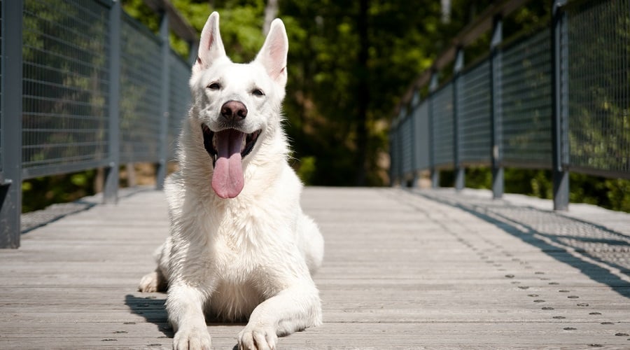 White GSDs Common Health Concerns