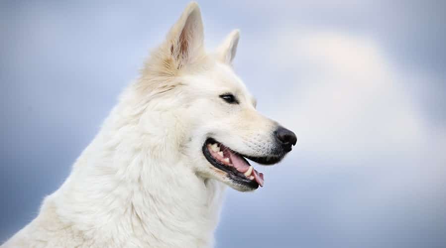 White German Shepherd Appearance