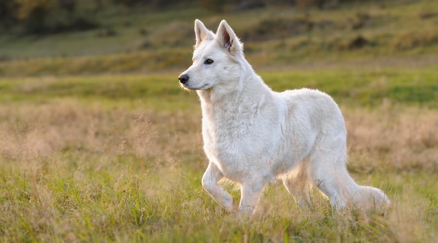 White German Shepherd Genetics