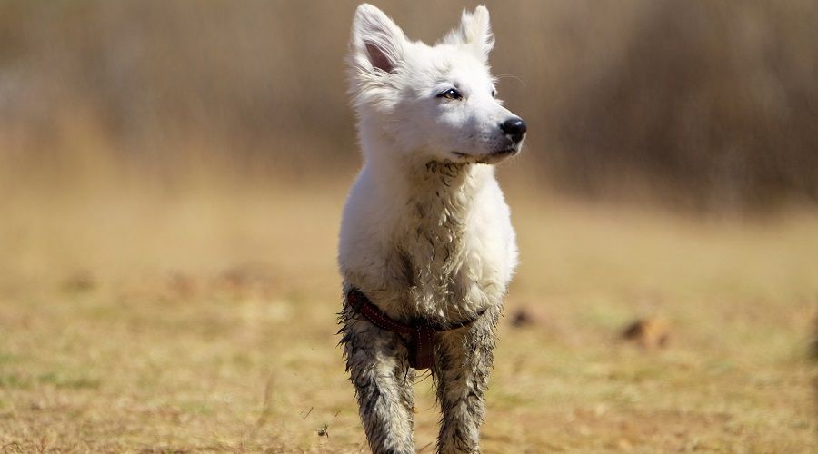 White German Shepherd Puppy