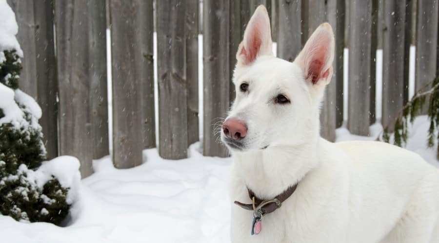 White German Shepherd in the snow