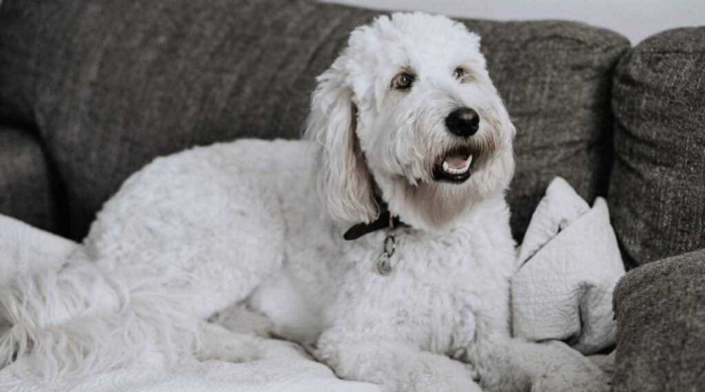 White Goldendoodle laying down.