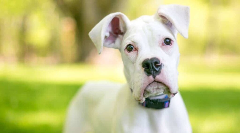 White Great Dane puppy