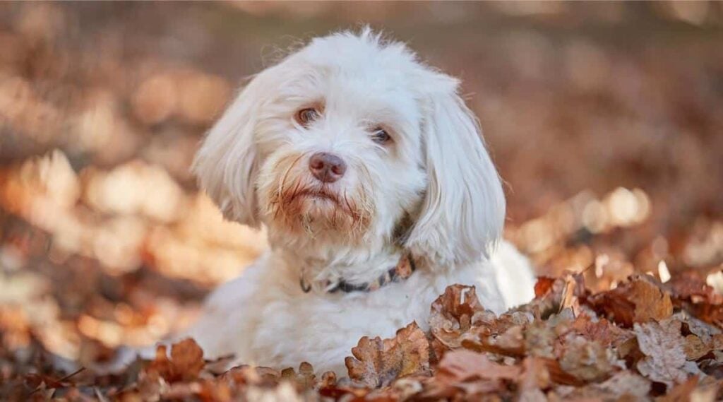 White Havanese dog laying in pile of leaves
