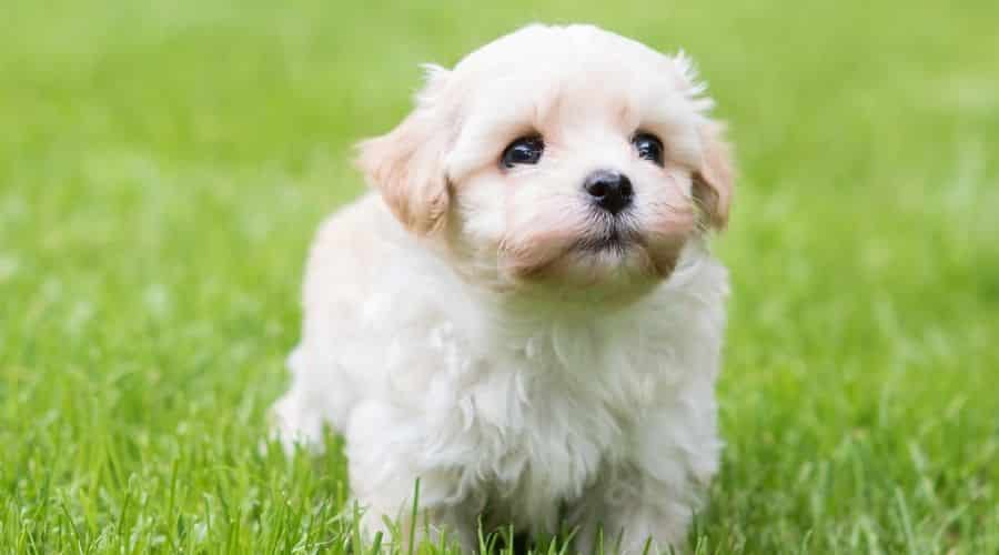 White puppy in grass