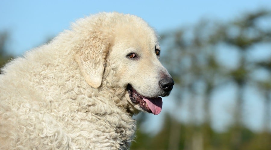 White Kuvasz in Field