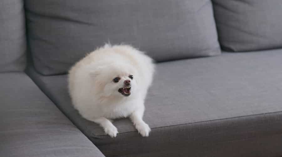 White long haired Chihuahua barking on gray sofa.