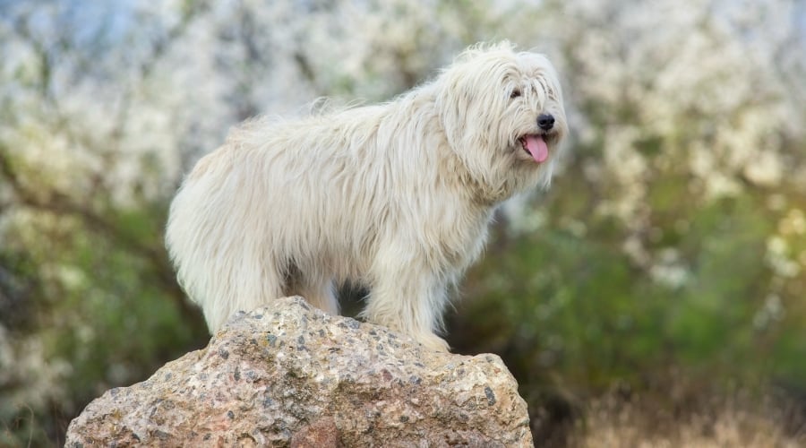 White Long Haired Dog Standing on a Rock