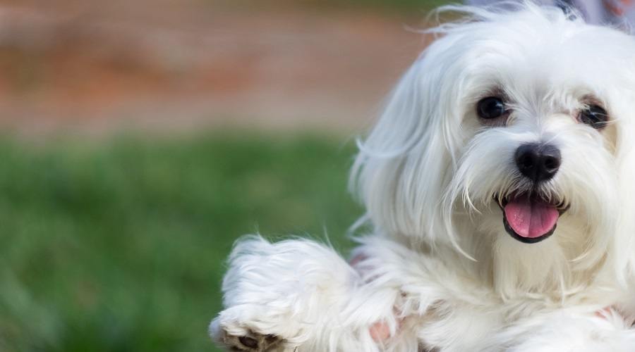 White Maltese Puppy Held By Person